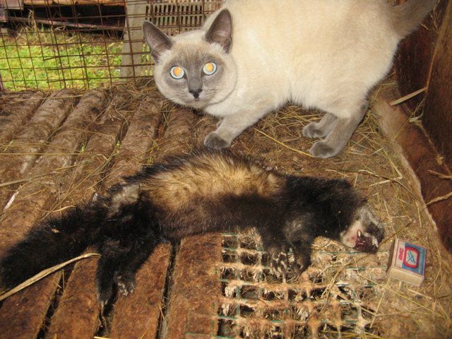 Кот поймал хорька