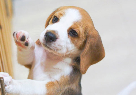 Бигль дрессировка. Как воспитать щенка бигля. Воспитание бигля в 4 ме. Как воспитать щенка бигля. Дрессировка бигля.