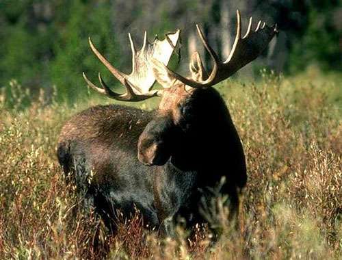 Охота на лося на солонцах 