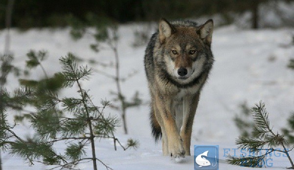 сезон охоты на волка