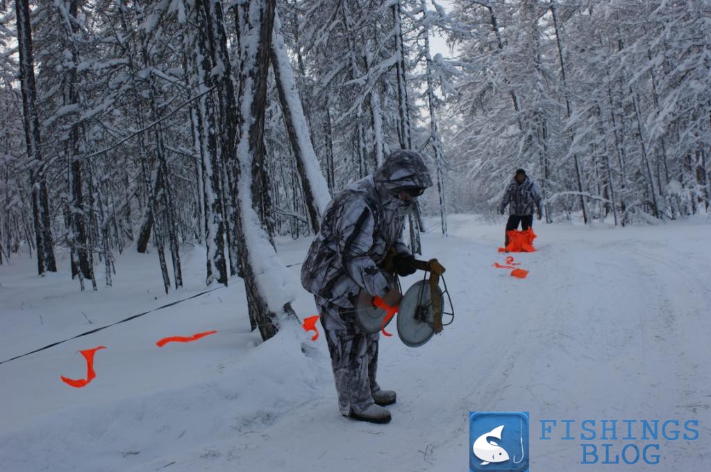 охота на волка зимой