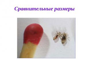 Сравнительные размеры