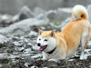 Приучение к ошейнику