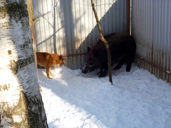 Фотогалерея натаска лайки фото - 1