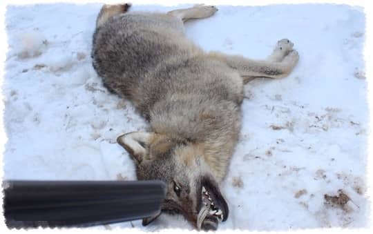 как поймать волка