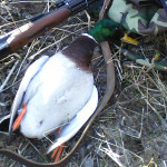 Весенняя охота на селезня с подсадной