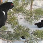 На тетерева с чучелами