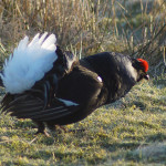 Охота на тетерева из шалаша