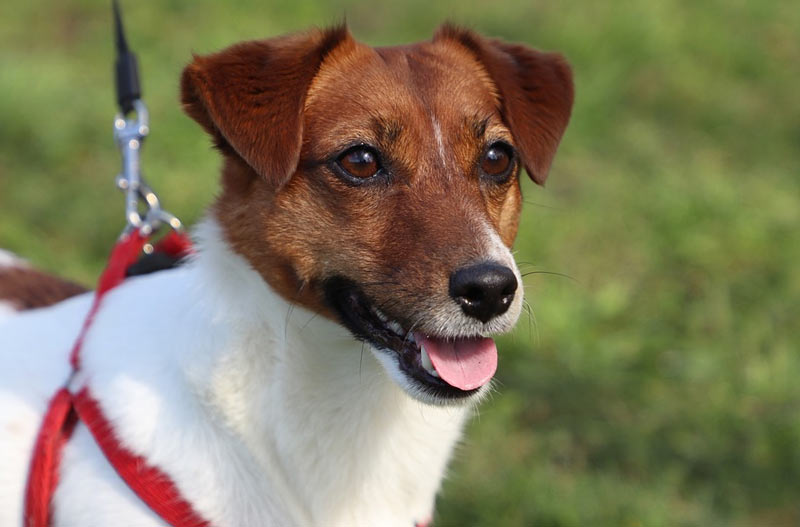 Джек-рассел-терьер не нуждается в сложном уходе