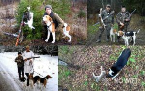 Какие дни можно охотиться на зайца в ростовской области 2019