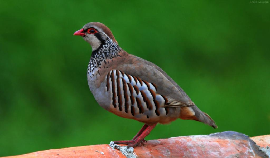 Серая куропатка в природе.