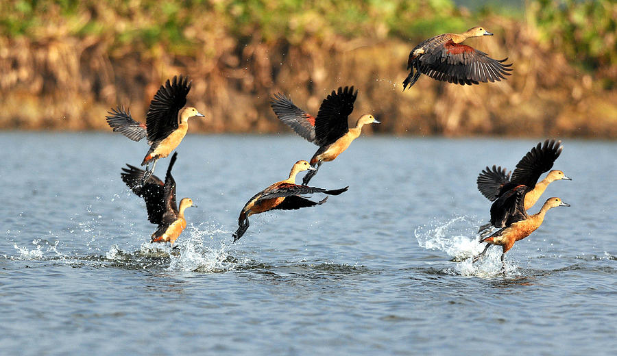 Чирок-свистунок взлетает.