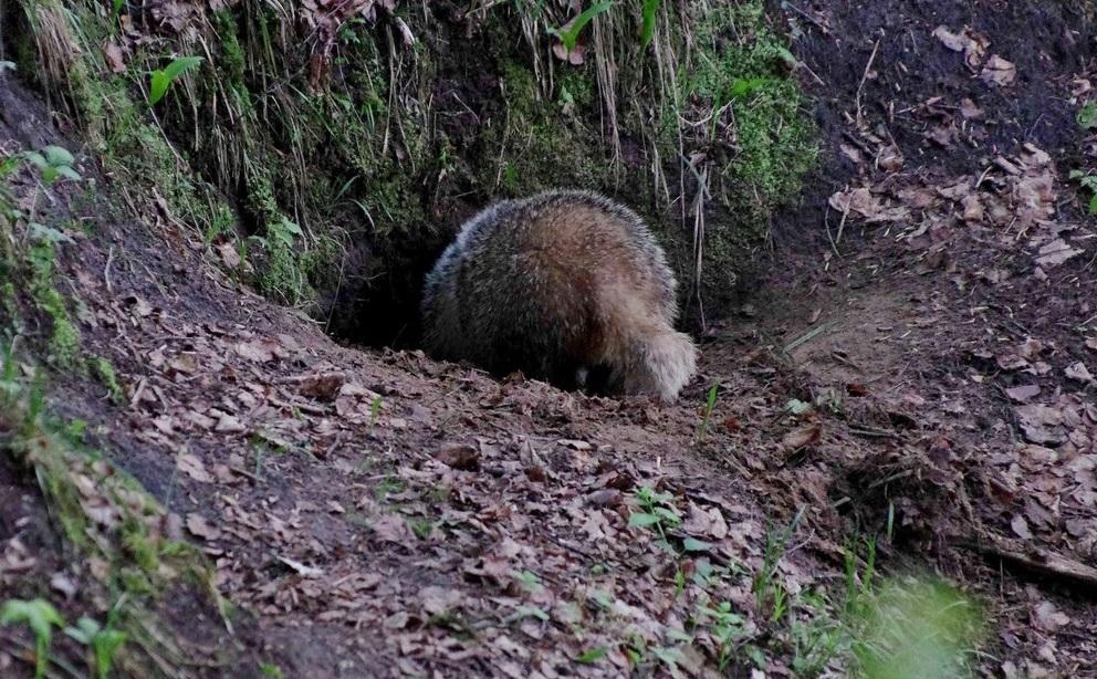 Бобр прячется в норе