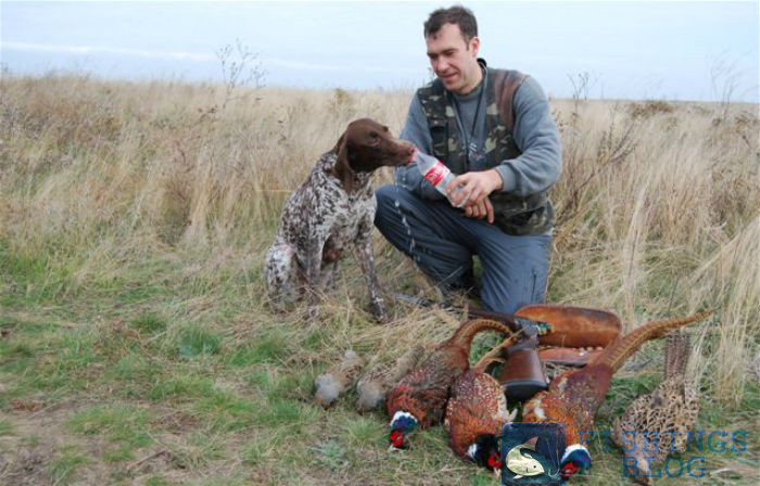 с собакой на фазана