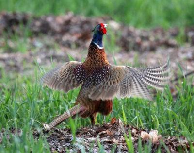 фазан в траве