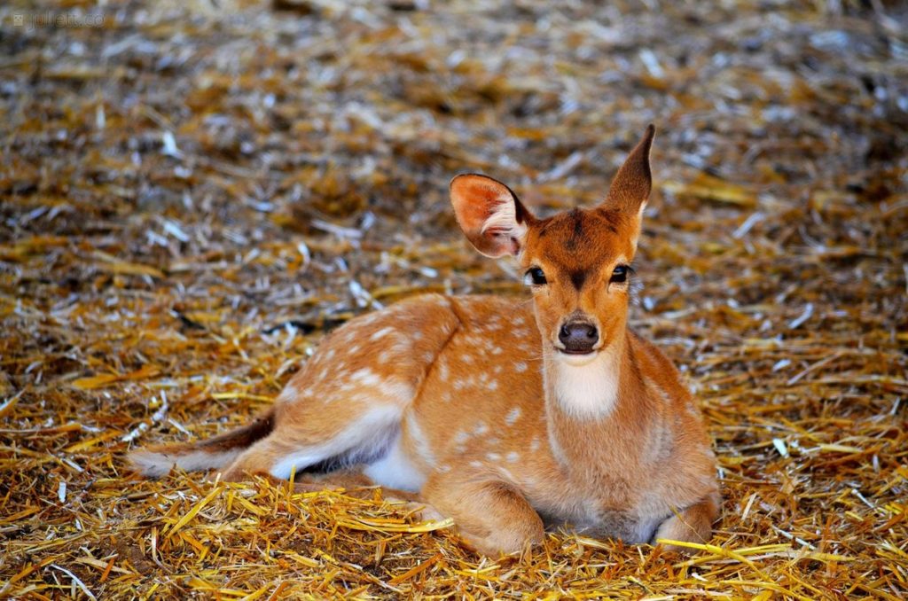 охота на косулю