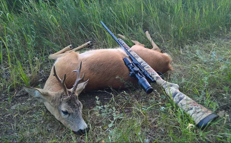 охота на косулю