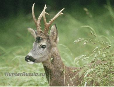 Грациозные косули