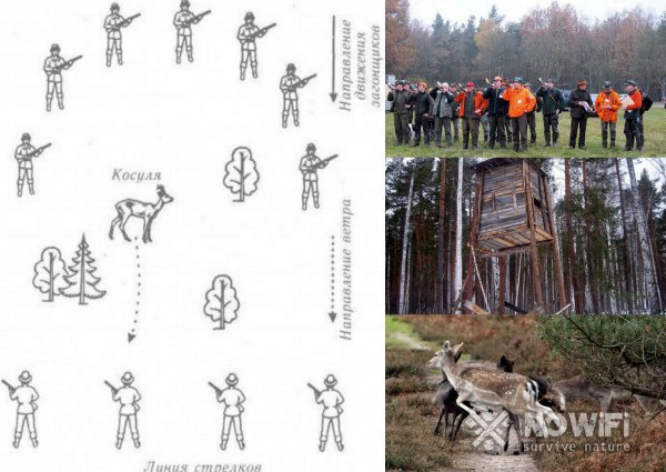 Охота на косулю загоном