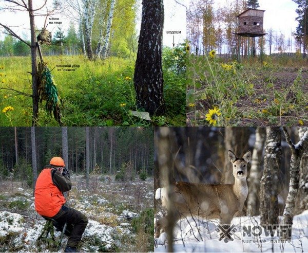 Охота на косулю из засады