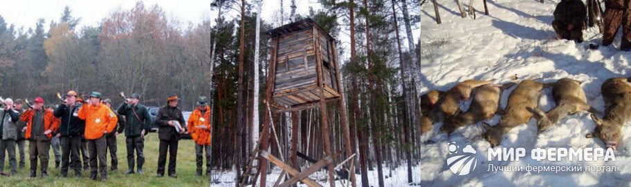 Охота на косулю загоном