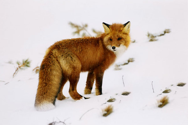 Охота на лису, охота на лисицу, ружье на лису, патроны на лису, охота на лису с гончими, охота на лису с норными, охота на лису с подхода, тактика охоты на лису, ружье и патроны для охоты на лису 