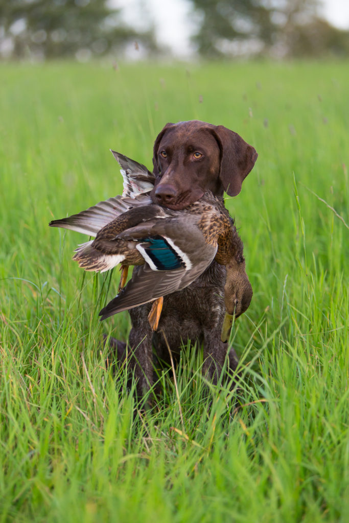 охота на уток