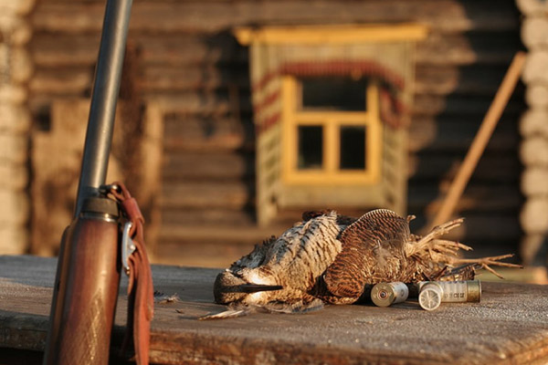 Охота на вальдшнепа, тяга, охота на вальдшнепа весной, вальдшнеп на тяге, весенняя охота на вальдшнепа, охота на вальдшнепа на тяге, весенняя тяга вальдшнепов, охота на вальдшнепа на высыпках, весенняя охота, где искать вальдшнепа, какой будет тяга, массовый пролет вальдшнепа, охота на вальдшнепа в Подмосковье