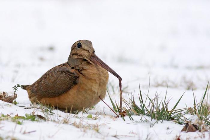 Охота на вальдшнепа фото
