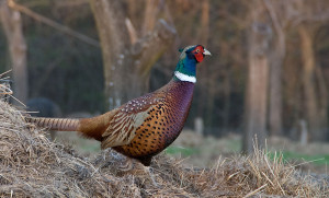 охота на фазана