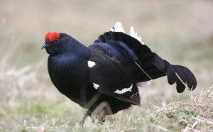 тетеревиная охота