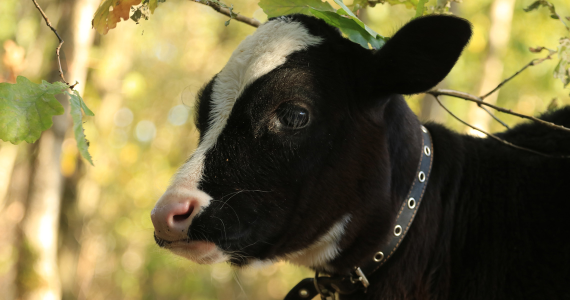 &laquo;ЭТНОФЕРМА&raquo; в ЭТНОМИРе