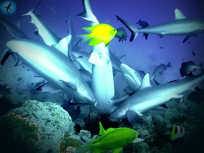 акулье безумие