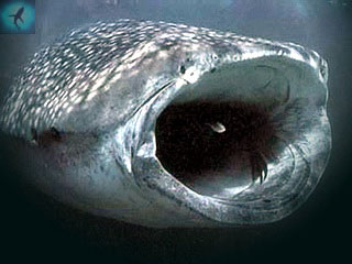 охота китовой акулы