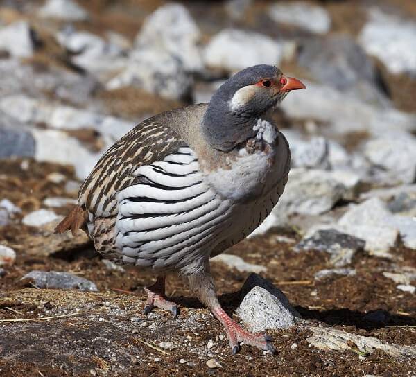 Горная индейка