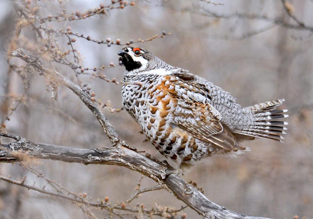 Рябчик на дереве