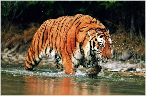 Тигр переходит реку