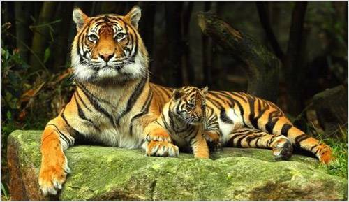 Тигрица с тигренком