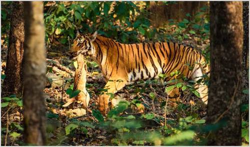 Охота тигра