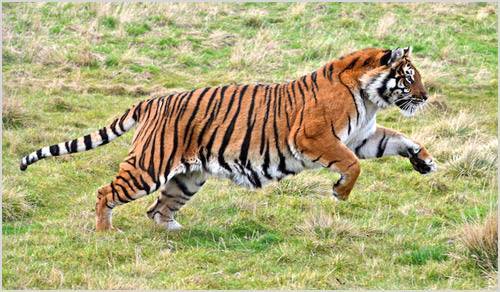 Тигр бежит по траве