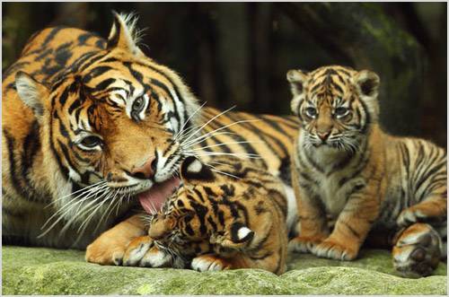 Тигрица с тигрятами