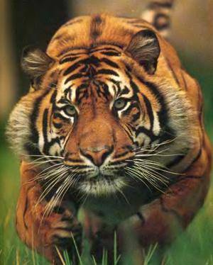 Атакующий тигр