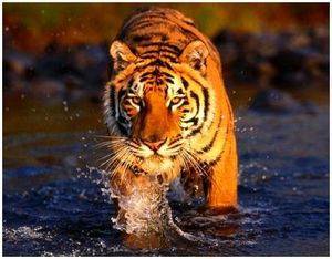 Как охотится тигр