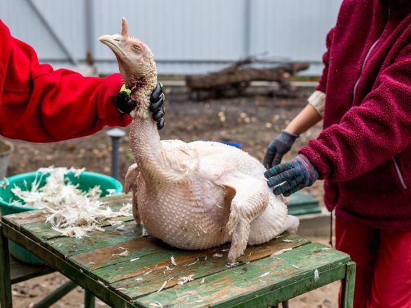 У каждого фермера свои особенности забоя
