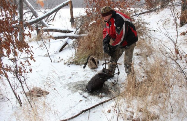 Добыча бобра зимой