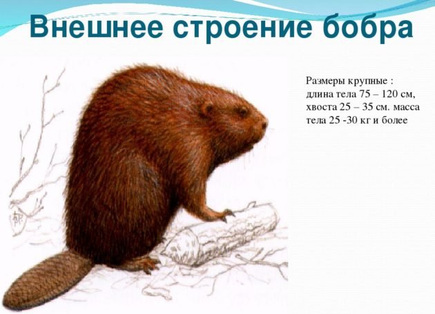 Внешнее строение бобра