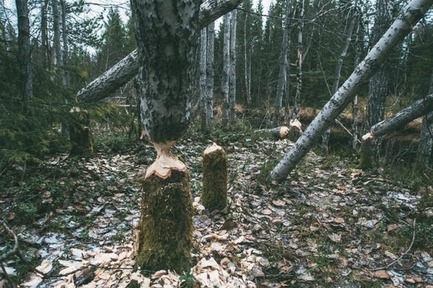 Следы жизнедеятельности