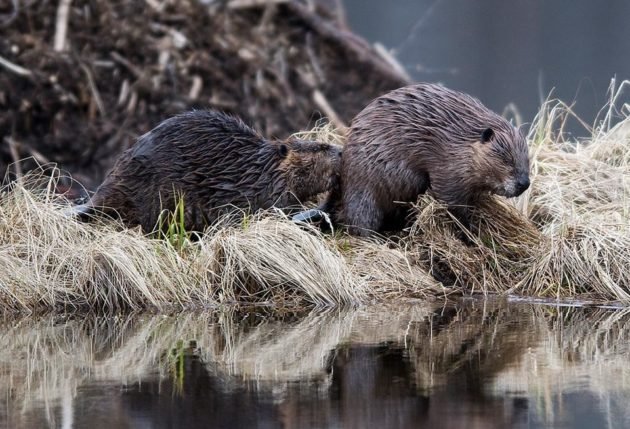 Период размножения - февраль-март