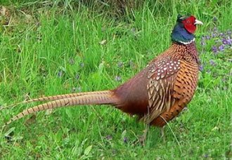 Охота на фазана на Кубани