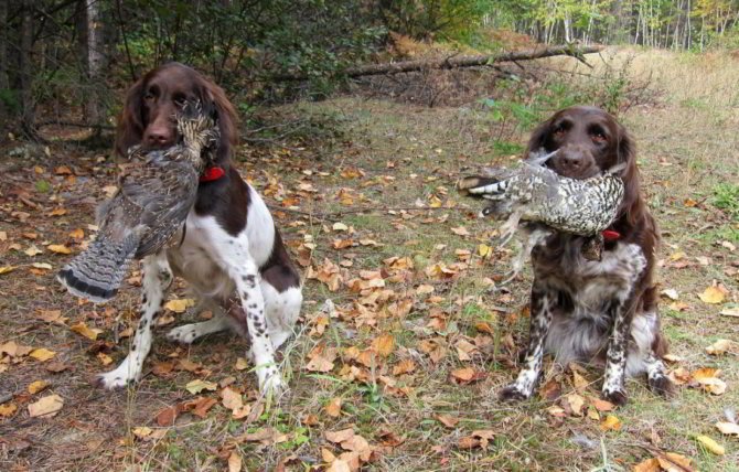 Собаки с рябчиками